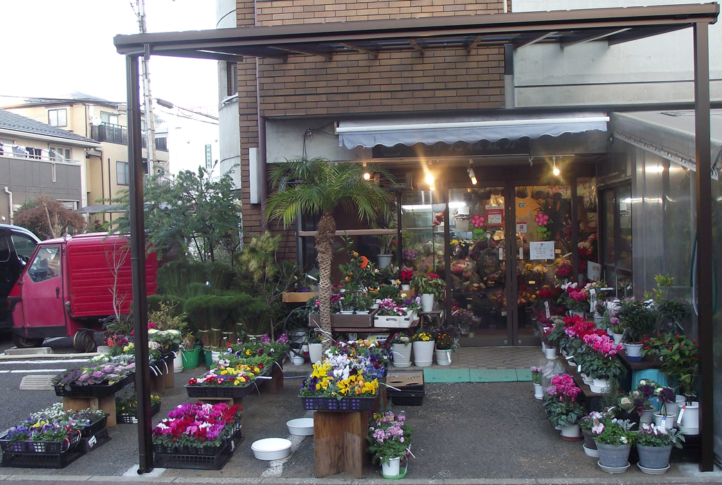 ������@�|�m�˂̉ԉ�